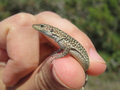 Scelarcis perspicillata