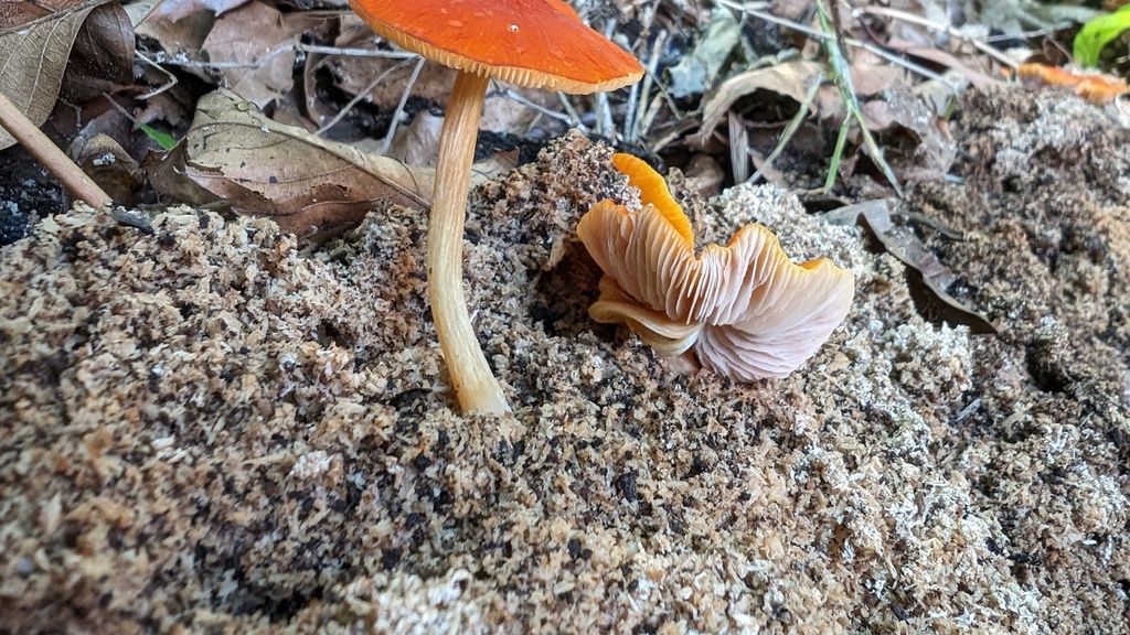 Pluteus aurantiorugosus · June 2024 · photo: © atsushi_nakajima_cirque (iNaturalist, cc-by)