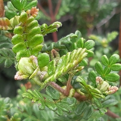 Weinmannia tomentosa