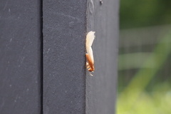 Coptotermes formosanus