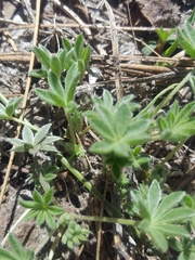Lupinus breweri