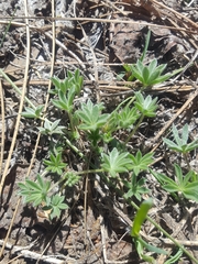 Lupinus breweri