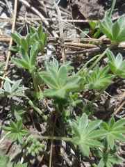 Lupinus breweri