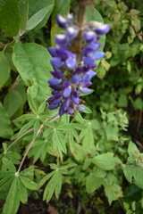 Lupinus montanus