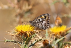 Hipparchia aristaeus