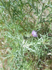 Centaurea calcitrapa