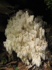 Hericium alpestre