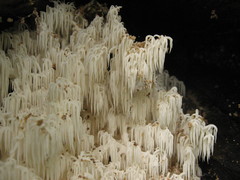Hericium alpestre