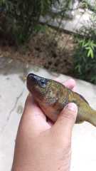 Alloophorus robustus