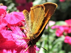 Thymelicus sylvestris