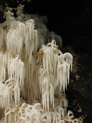 Hericium alpestre
