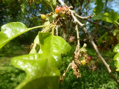 Andricus grossulariae