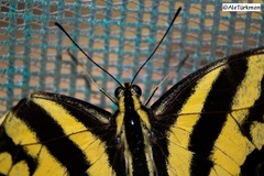 Papilio pilumnus