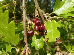 Andricus grossulariae