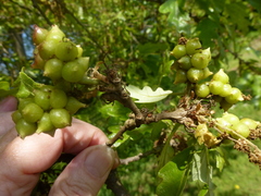 Andricus grossulariae