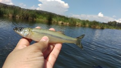 Shortfin Silverside photo 1