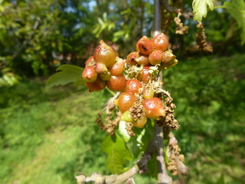 Andricus grossulariae photo 3