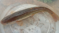 Lebiasina chucuriensis