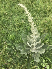 Verbascum