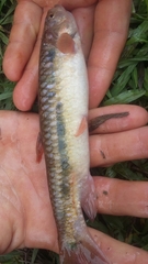 Lebiasina chucuriensis