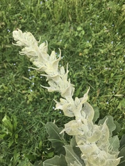 Verbascum