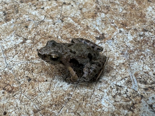 Kenya River Frog, Phrynobatrachus keniensis
