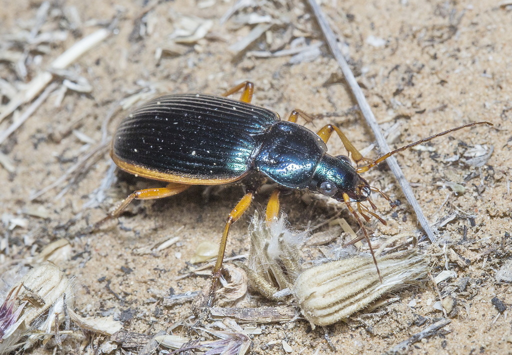 Chlaenius dejeanii