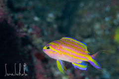 Yellow-Lines Anthias photo 1