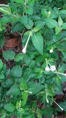Mirabilis longiflora