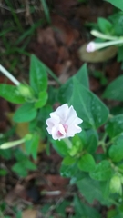 Mirabilis longiflora