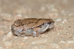 Sheep Frog photo 5