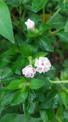 Mirabilis longiflora