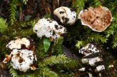 Descomyces