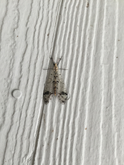 Dendroleon obsoletus