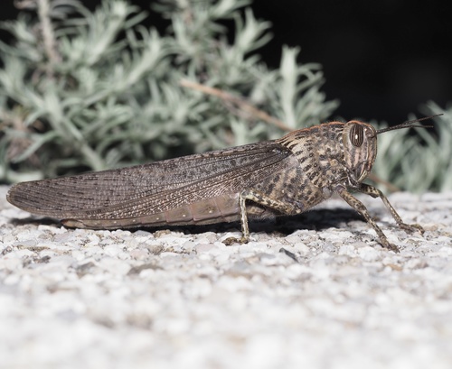 koník egyptský (Anacridium aegyptium)