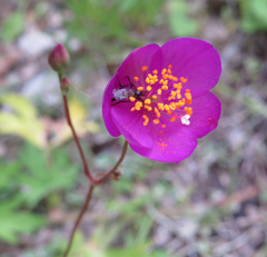 Phemeranthus calycinus
