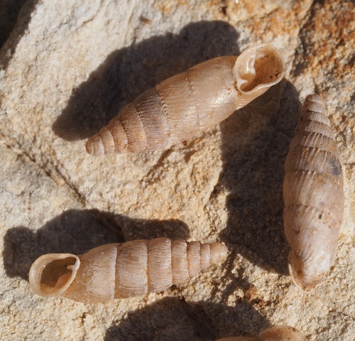 Obalna zaklopnica (Delima bilabiata)