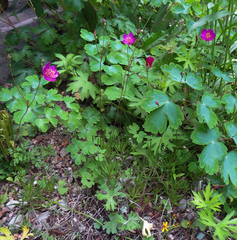 Phemeranthus calycinus