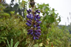 Lupinus montanus