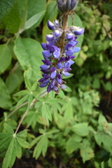 Lupinus montanus