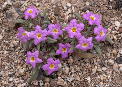 Ground nama (Nama aretioides)
