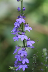 Lobelia gattingeri