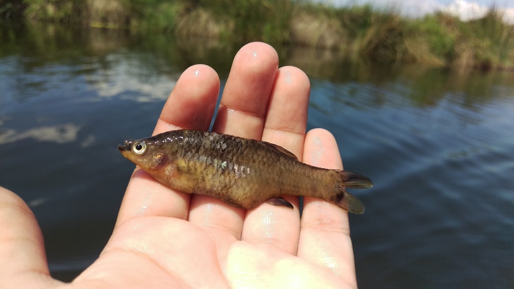 Picote Splitfin