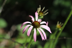 Echinacea simulata