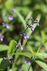 Salvia urticifolia