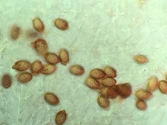 Descomyces