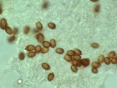 Descomyces