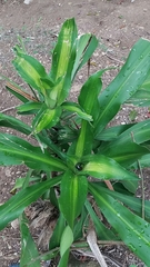 Dracaena fragrans