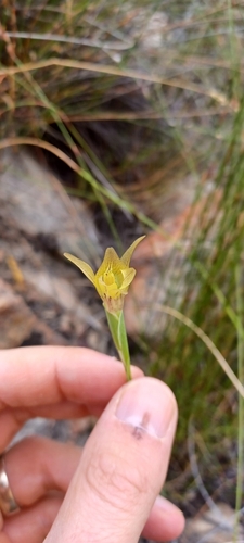 Image of Gladiolus hyalinus by (c) Danie Palm, some rights reserved (CC BY)