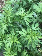 Artemisia verlotiorum